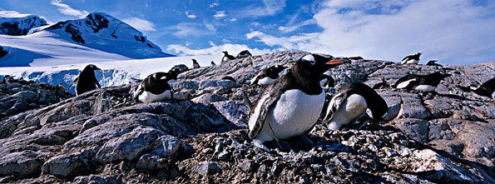 种植经营《茶园模拟器》8月15日steam正式发售 